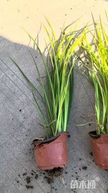 高度25厘米金叶石菖蒲