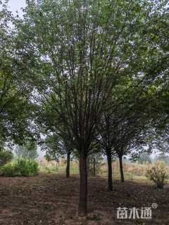 15公分暴马丁香