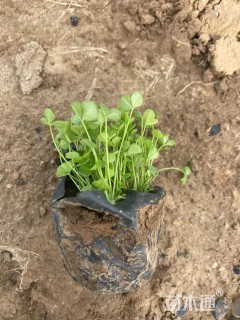 高度10厘米白三叶