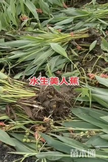 高度50厘米水生美人蕉
