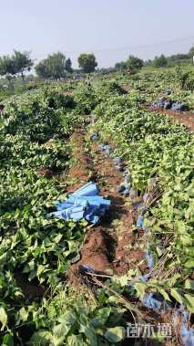 高度40厘米丁香