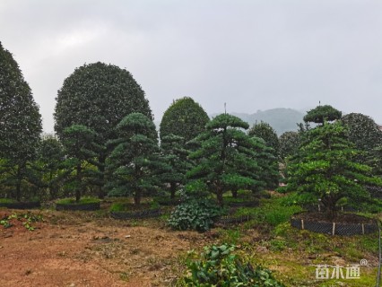 移栽苗造型罗汉松