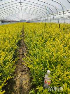 高度10厘米金边水腊