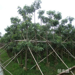 12公分盆架子
