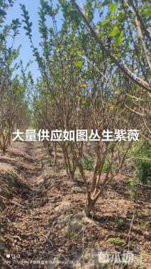 高度300厘米丛生紫薇