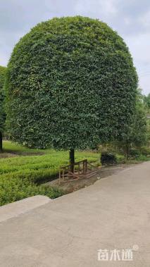 20公分桂花