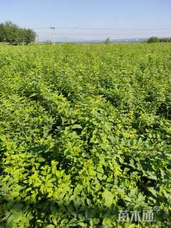 高度80厘米连翘