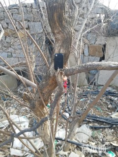 高度300厘米黄荆