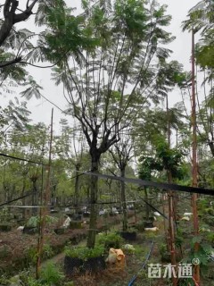18公分蓝花楹