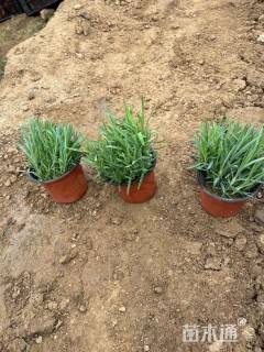 高度50厘米红王子锦带