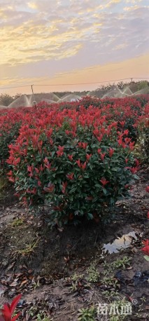 冠幅100厘米红叶石楠球