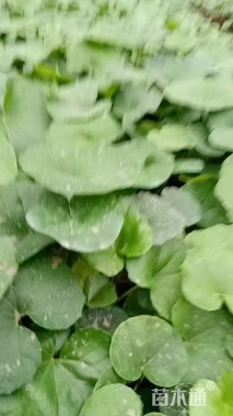 高度30厘米大吴凤草