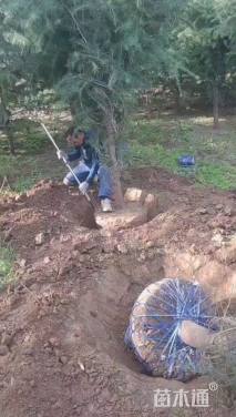 高度300厘米白皮松