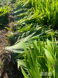 高度50厘米鸢尾