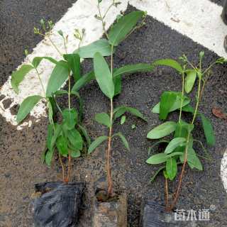 高度40厘米金丝桃