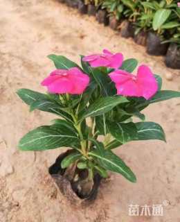 高度30厘米长春花