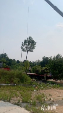 15公分香樟