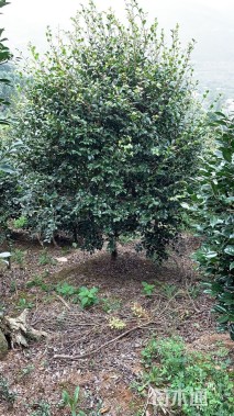 高度300厘米茶梅