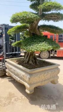 20公分对节白蜡