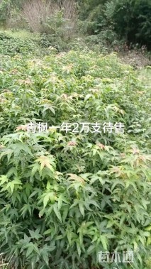 1公分青枫