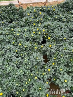 高度30厘米国庆菊