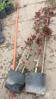 高度1.5厘米月季