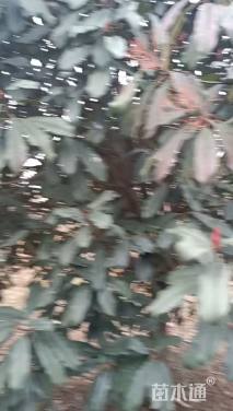 高度400厘米中华石楠