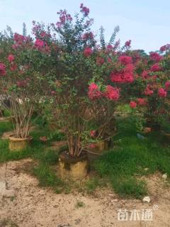 高度250厘米丛生小叶紫薇