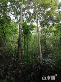 大兰木大量供应