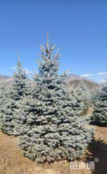 5公分科罗拉多蓝杉