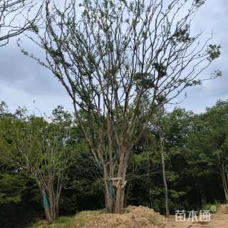 60公分(5杆)丛生榔榆