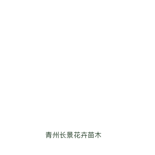 高度60厘米矢羽芒