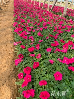 高度15厘米矮牵牛