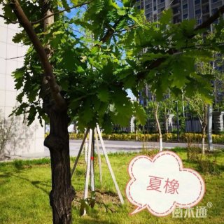 15公分夏橡