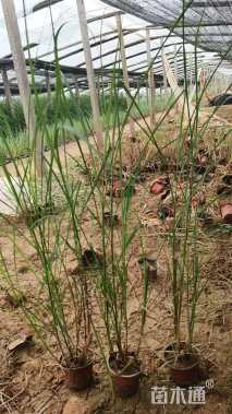 高度40厘米荻草