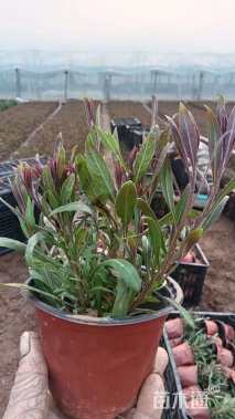 高度10厘米山桃草