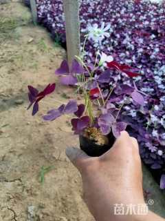 高度10厘米紫叶酢浆草