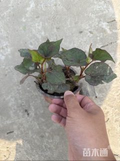 高度10厘米鱼腥草