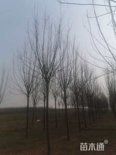 高度600厘米小叶白蜡