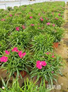 高度15厘米欧石竹