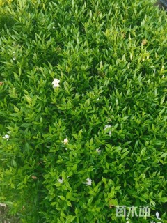 高度20厘米海栀子