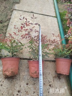 高度29厘米南天竹