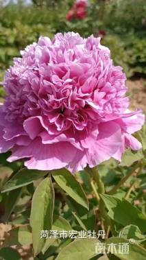 高度50厘米牡丹