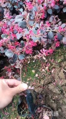 高度35厘米红花继木