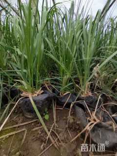 高度30厘米矮蒲苇