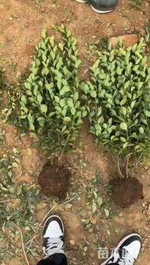 高度60厘米卫矛