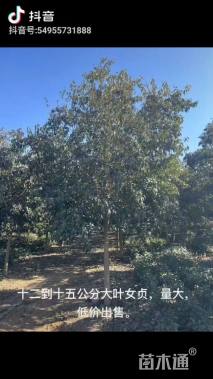 15公分大叶女贞