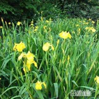 高度30厘米黄菖蒲