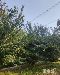 高度150厘米丛生蜡梅