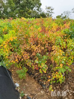 高度80厘米乌桕小苗